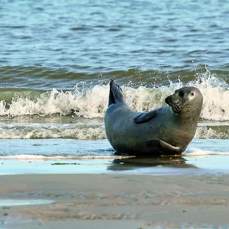 Gud Jard Nr 34 - Design-ferienhaus Mit Exklusiver Ausstattung * Pellworm